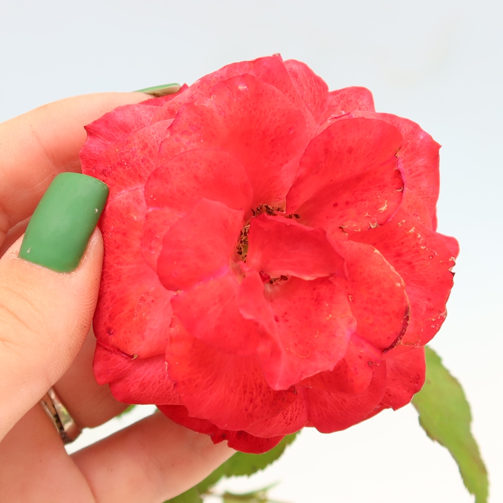 Bonsaï d'extérieur - Rosa Kordes - rose