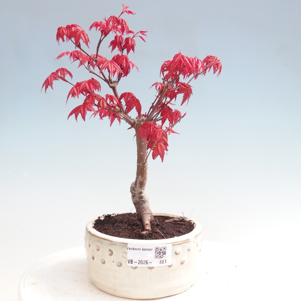 Bonsaï d'extérieur - Acer palmatum DESHOJO