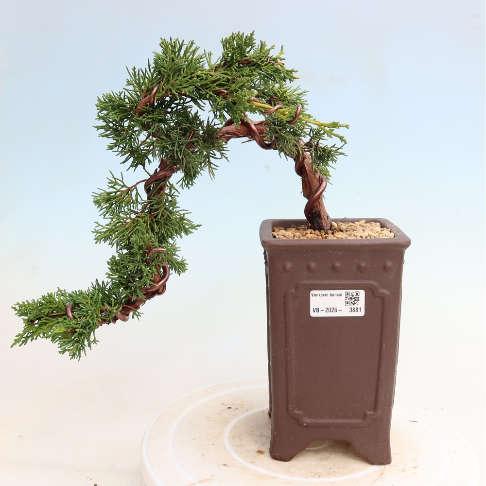 Bonsaï d'extérieur - Juniperus chinensis Kishu