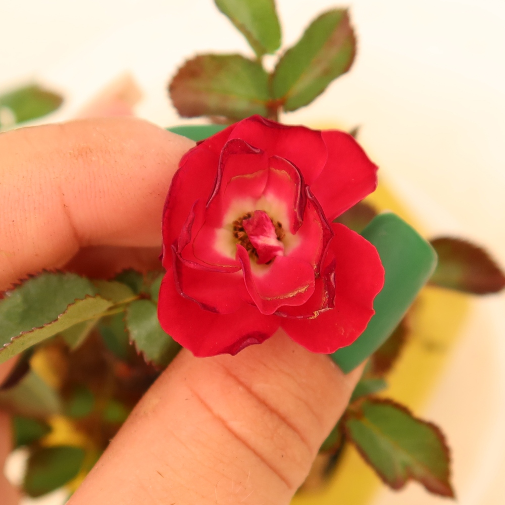 Bonsaï d'extérieur - Rosa Kordes - rose