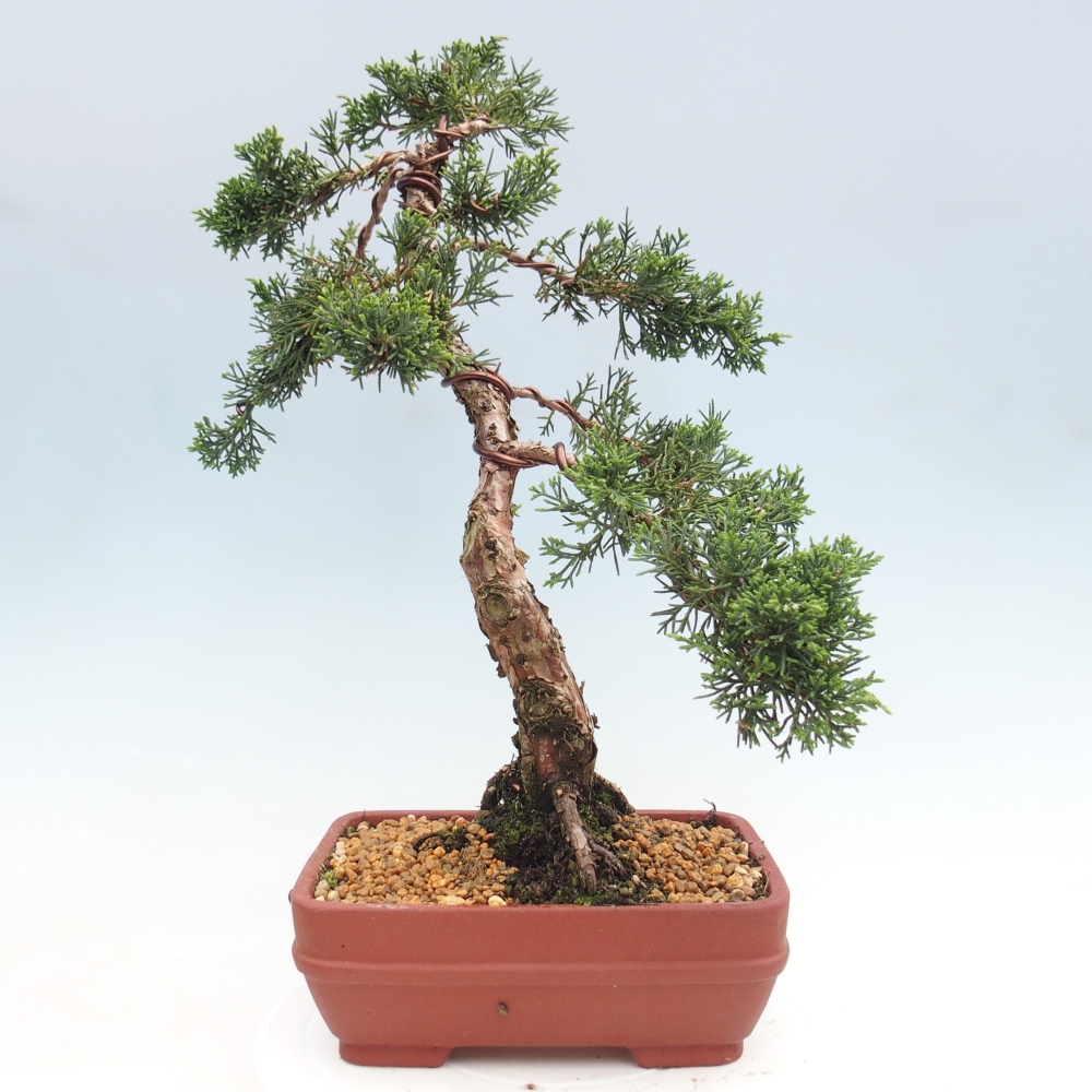 Bonsaï d'extérieur - Juniperus chinensis Kishu