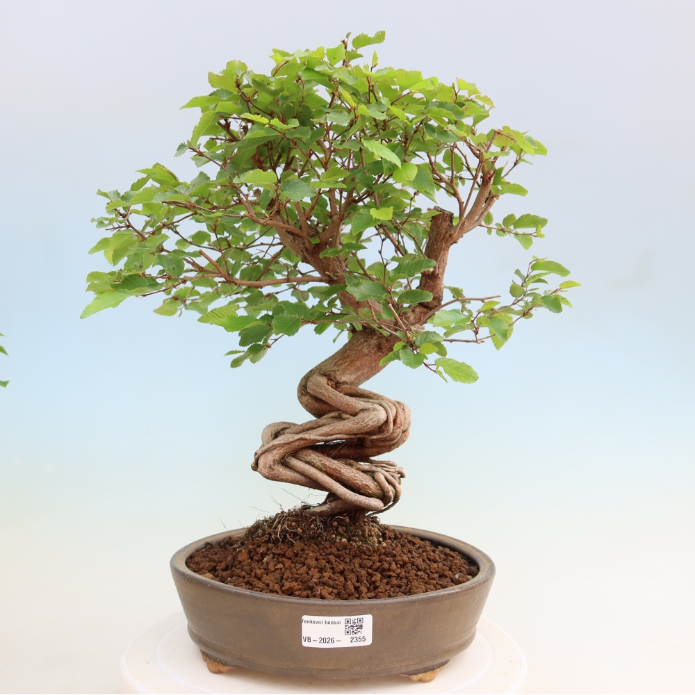 Bonsaï d'extérieur -Carpinus Coreana - Charme de Corée