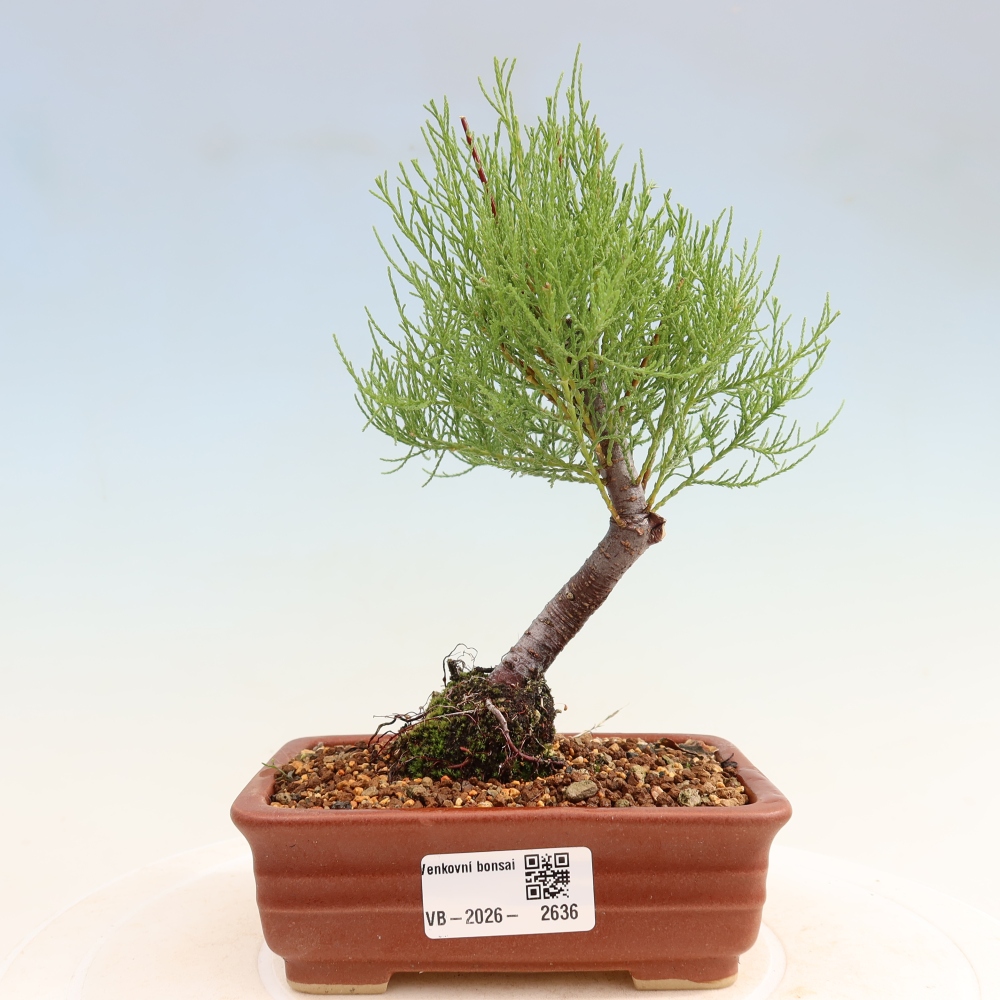 Bonsaïs d'extérieur - Tamaris - Tamarix