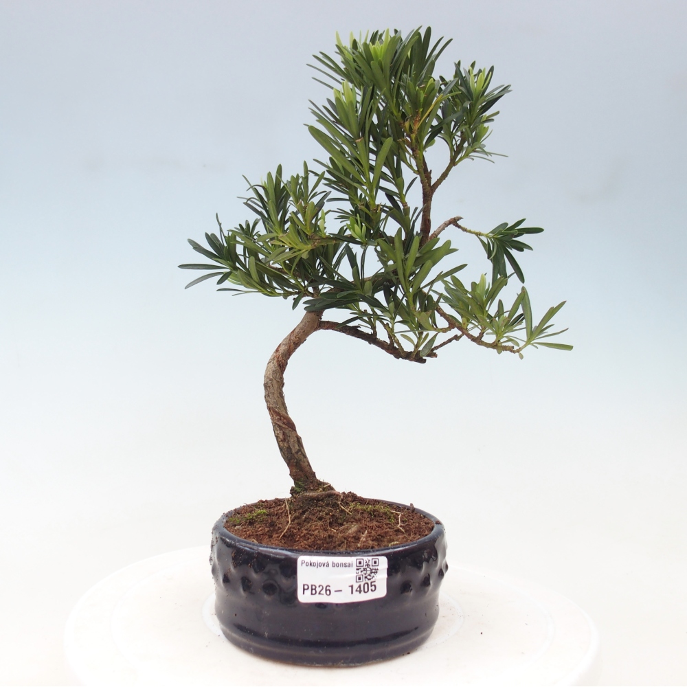Salle bonsaï - Podocarpus - If en pierre