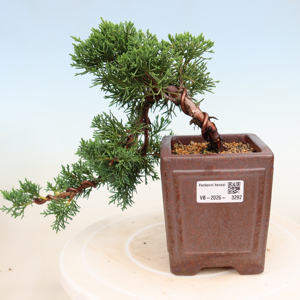 Bonsaï d'extérieur - Juniperus chinensis Kishu