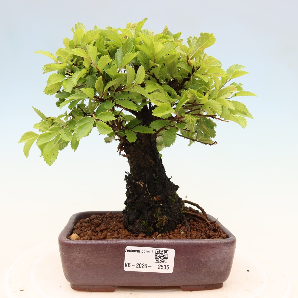 Bonsaï d'extérieur - Zelkova - Zelkova NIRE