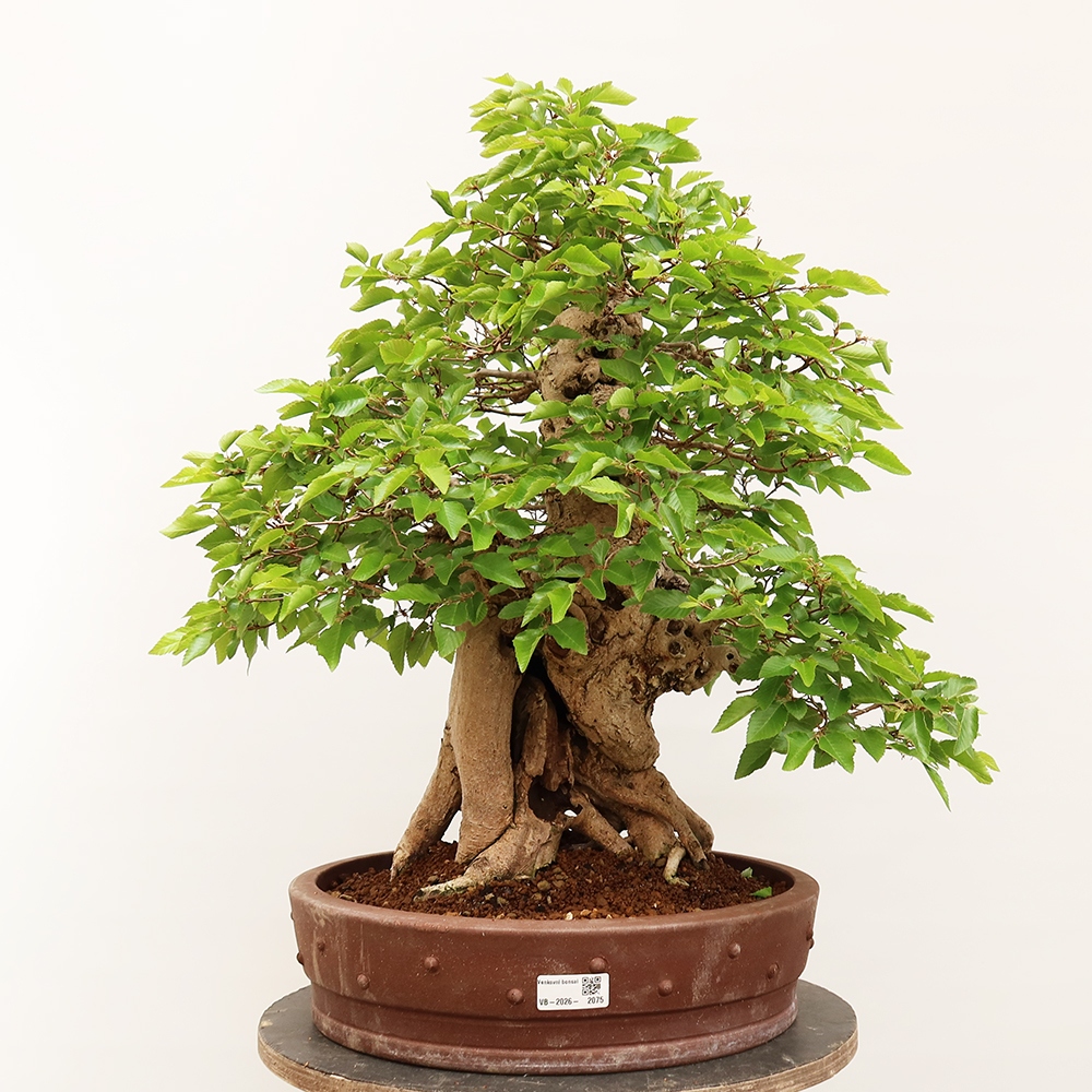 Bonsaï d'extérieur -Carpinus Coreana - Charme de Corée