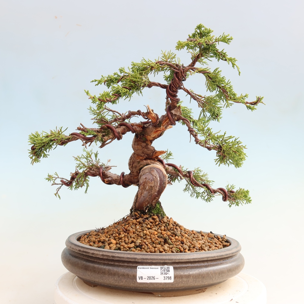 Bonsaï d'extérieur - Juniperus chinensis Itoigawa-Juniperus chinensis