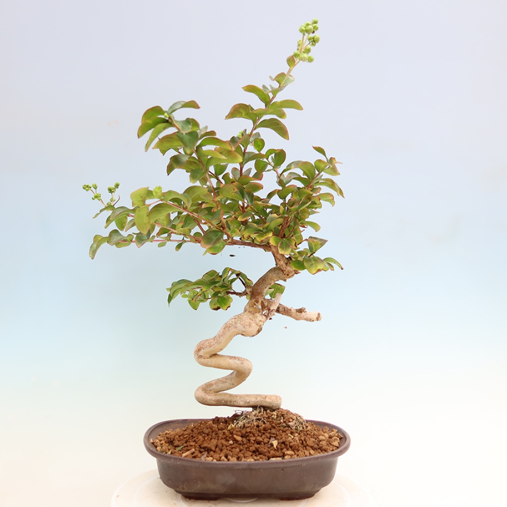 Bonsaï d'intérieur - Lagerstroemia indica - lilas indien