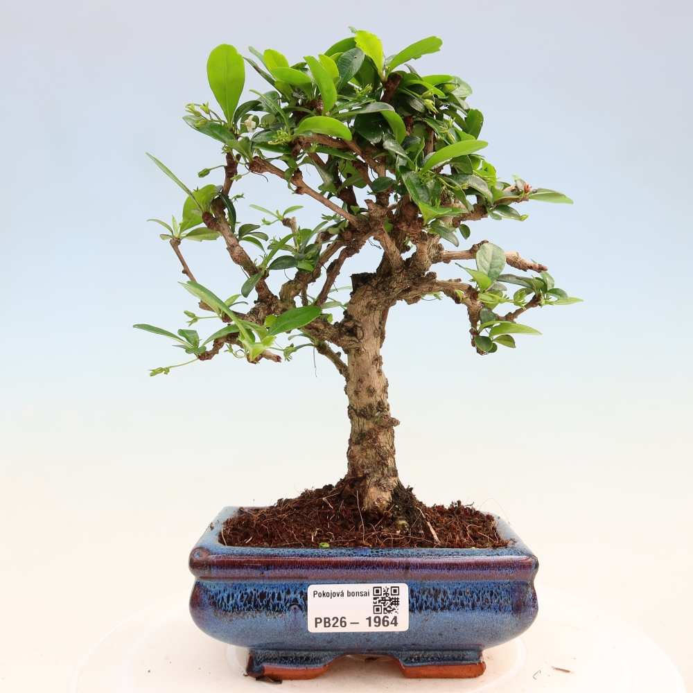 Bonsaï de chambre - Carmona macrophylla - Tea fuki