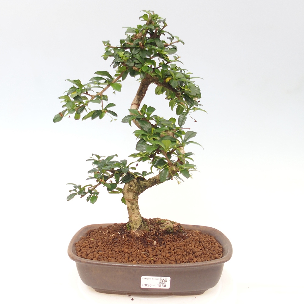 Bonsaï de chambre - Carmona macrophylla - Tea fuki
