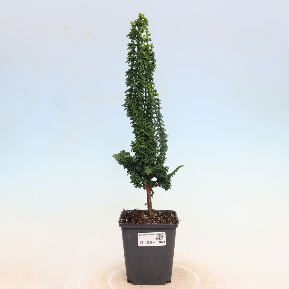 Bonsaï d'extérieur - Cham. obtusa SEKKA HINOKI - Cyprès