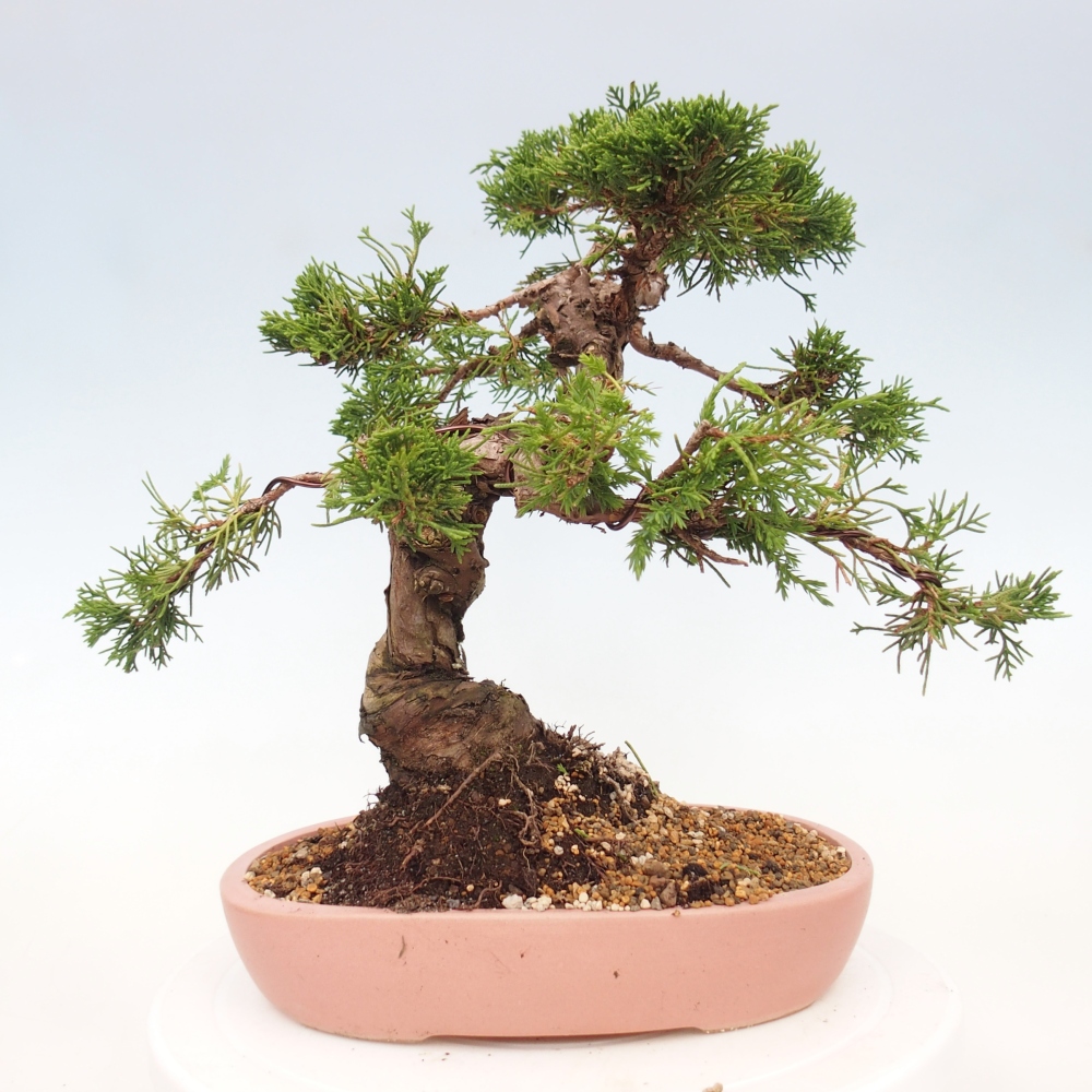 Bonsaï d'extérieur - Juniperus chinensis Itoigawa