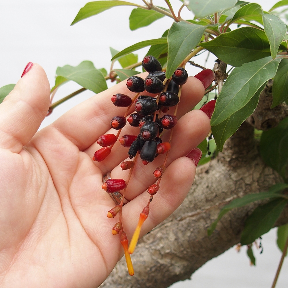 Bonsaï de chambre - Hamelia patent