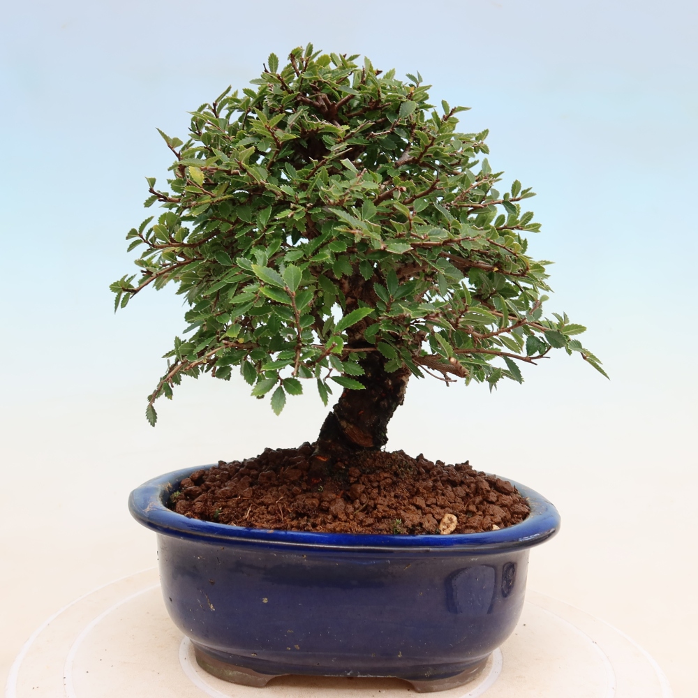 Bonsaï d'extérieur - Zelkova - Zelkova NIRE
