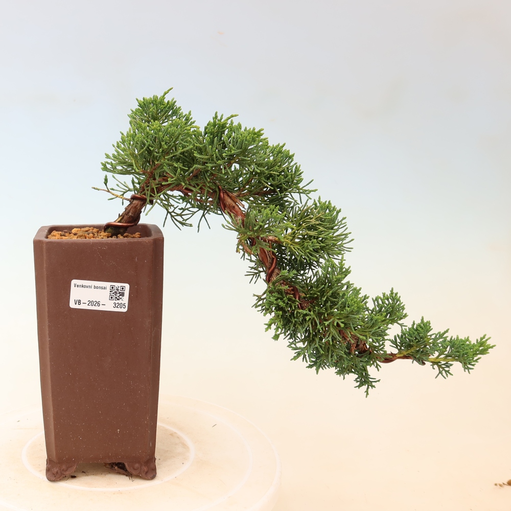 Bonsaï d'extérieur - Juniperus chinensis Kishu