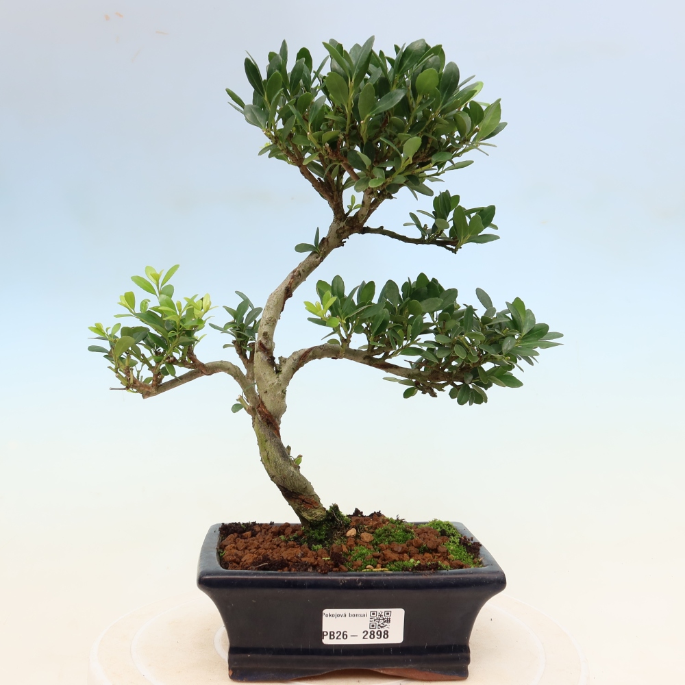 Bonsaï de chambre - Ilex crenata - Houx