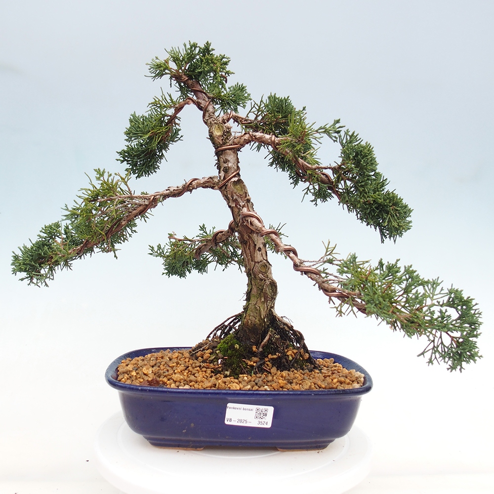 Bonsaï d'extérieur - Juniperus chinensis Kishu