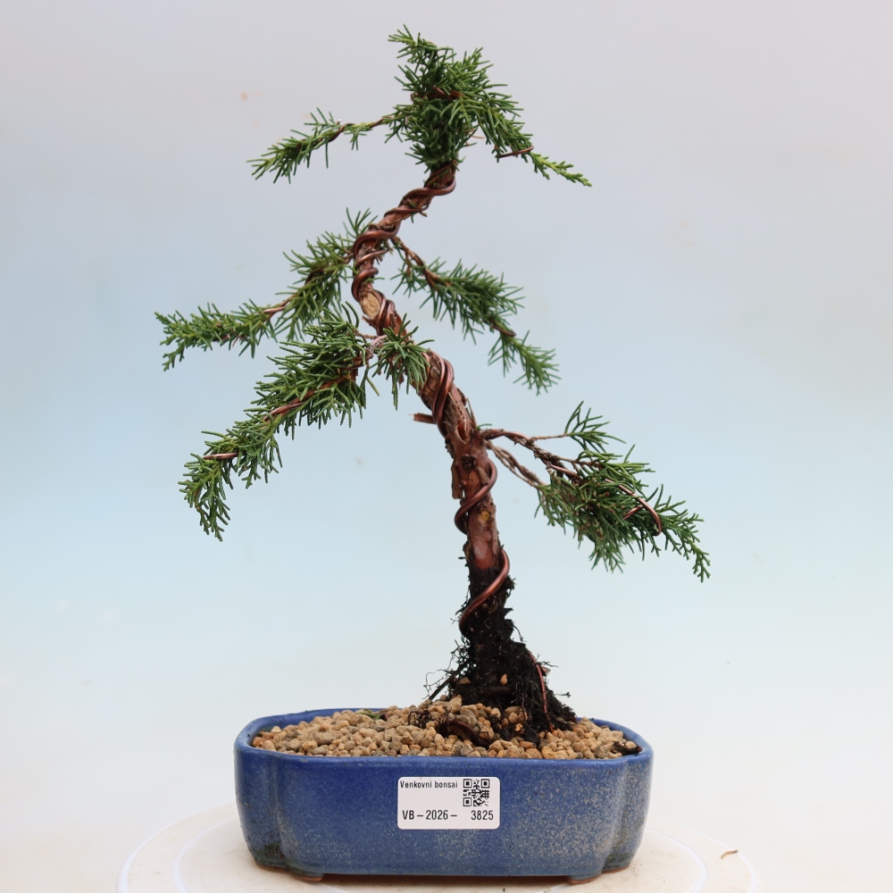 Bonsaï d'extérieur - Juniperus chinensis Kishu
