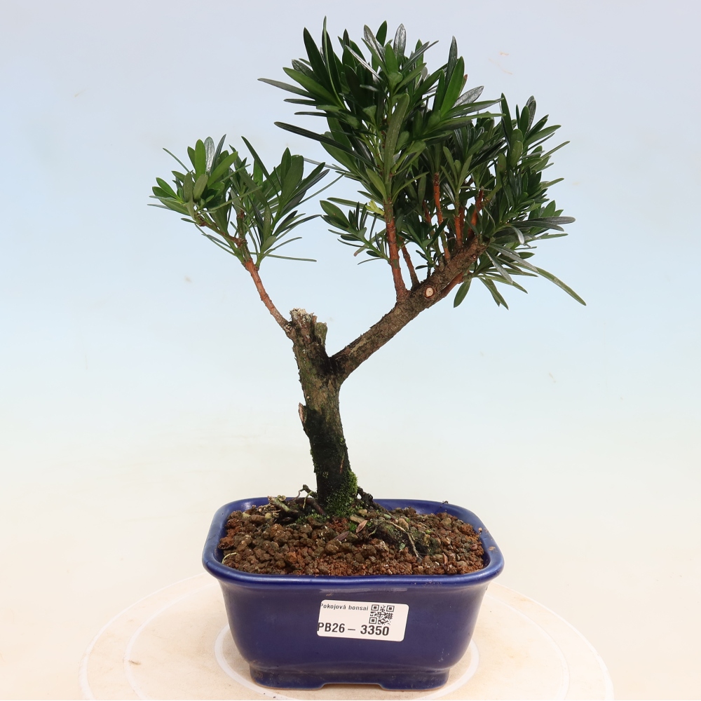 Salle bonsaï - Podocarpus - If en pierre