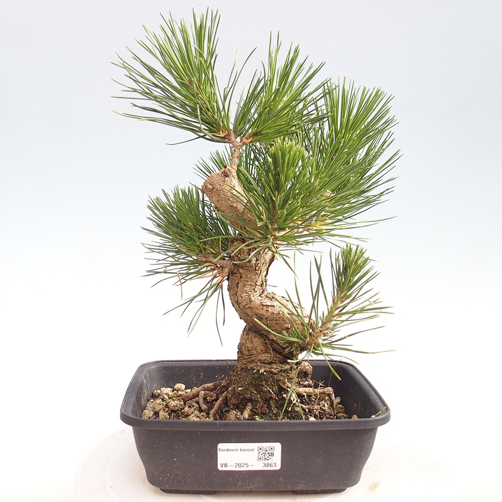 Bonsaï d'extérieur - Pinus thunbergii - Pin de Thunberg