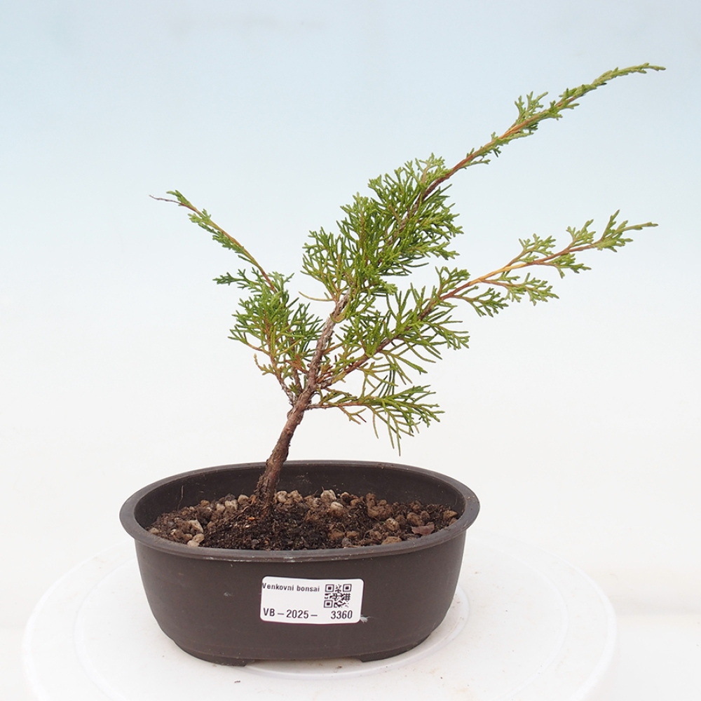 Bonsaï d'extérieur - Juniperus chinensis Itoigawa
