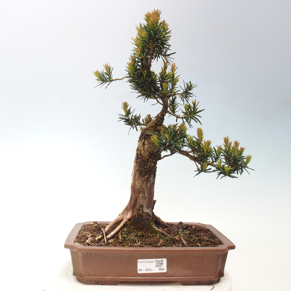 Bonsaï d'extérieur - Taxus cuspidata - If japonais