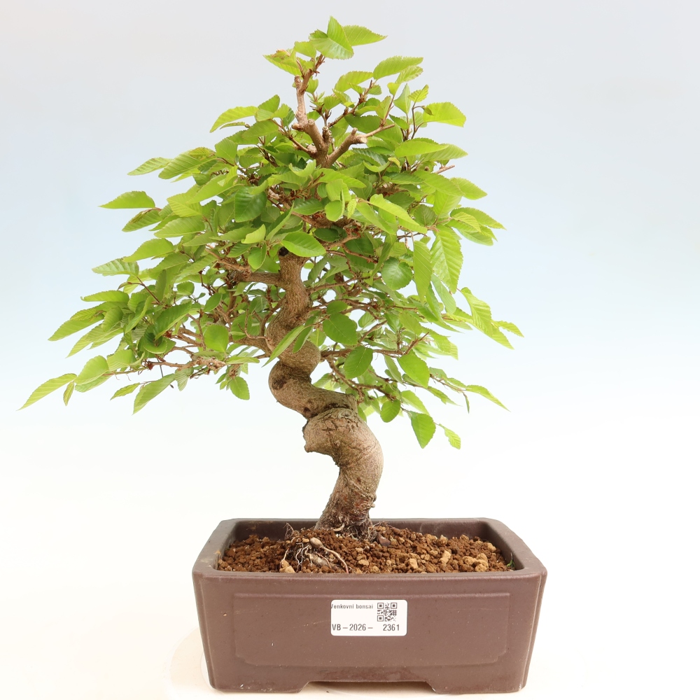 Bonsaï d'extérieur -Carpinus Coreana - Charme de Corée