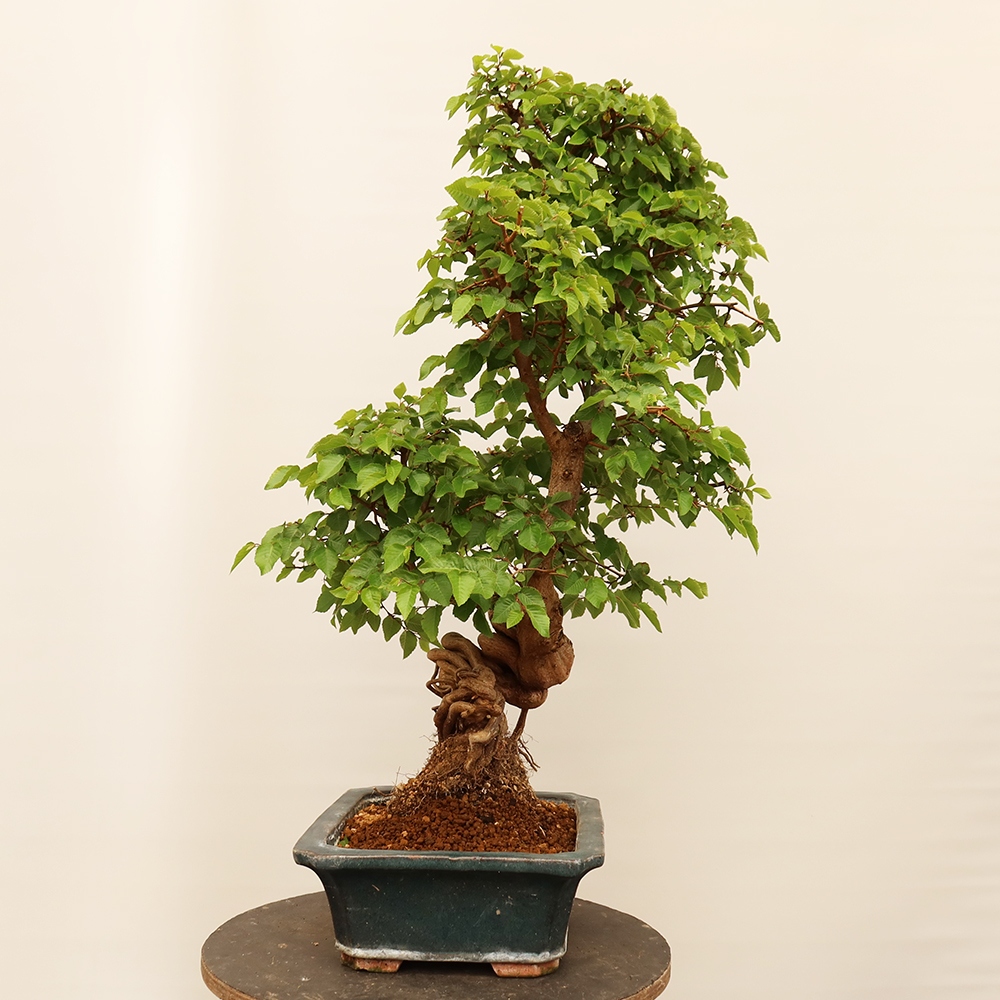 Bonsaï d'extérieur -Carpinus Coreana - Charme de Corée
