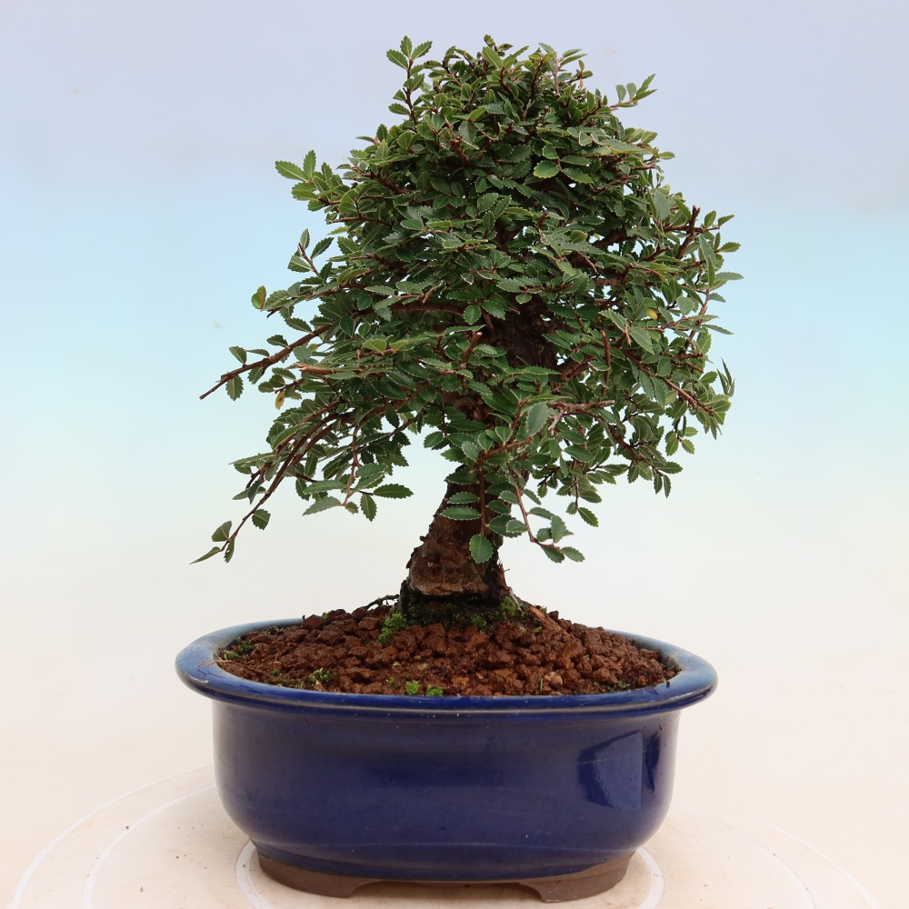 Bonsaï d'extérieur - Zelkova - Zelkova NIRE