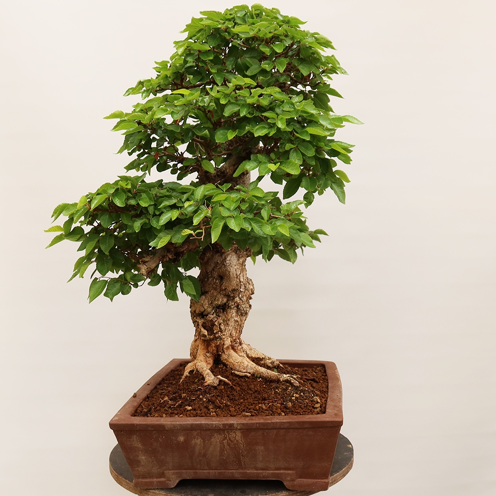 Bonsaï d'extérieur -Carpinus Coreana - Charme de Corée