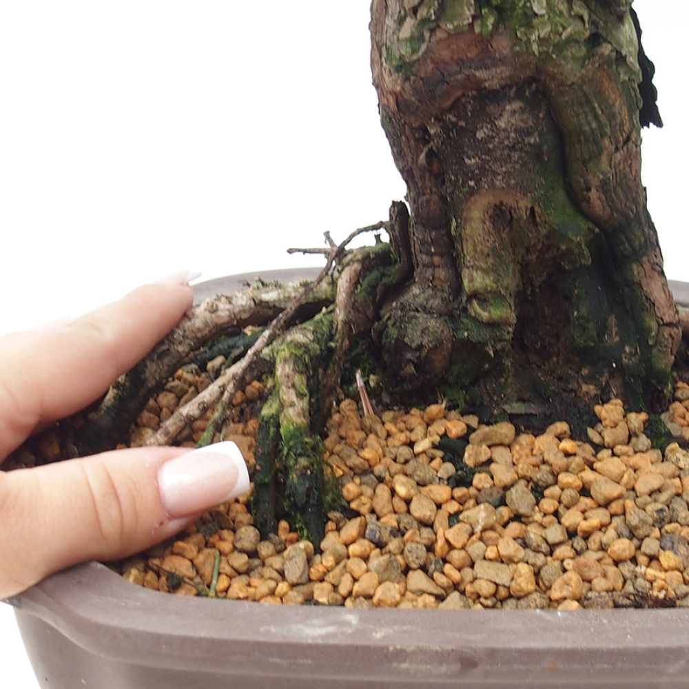 Bonsaï d'extérieur - Pinus thunbergii Kotobuki - Pin de Thunberg