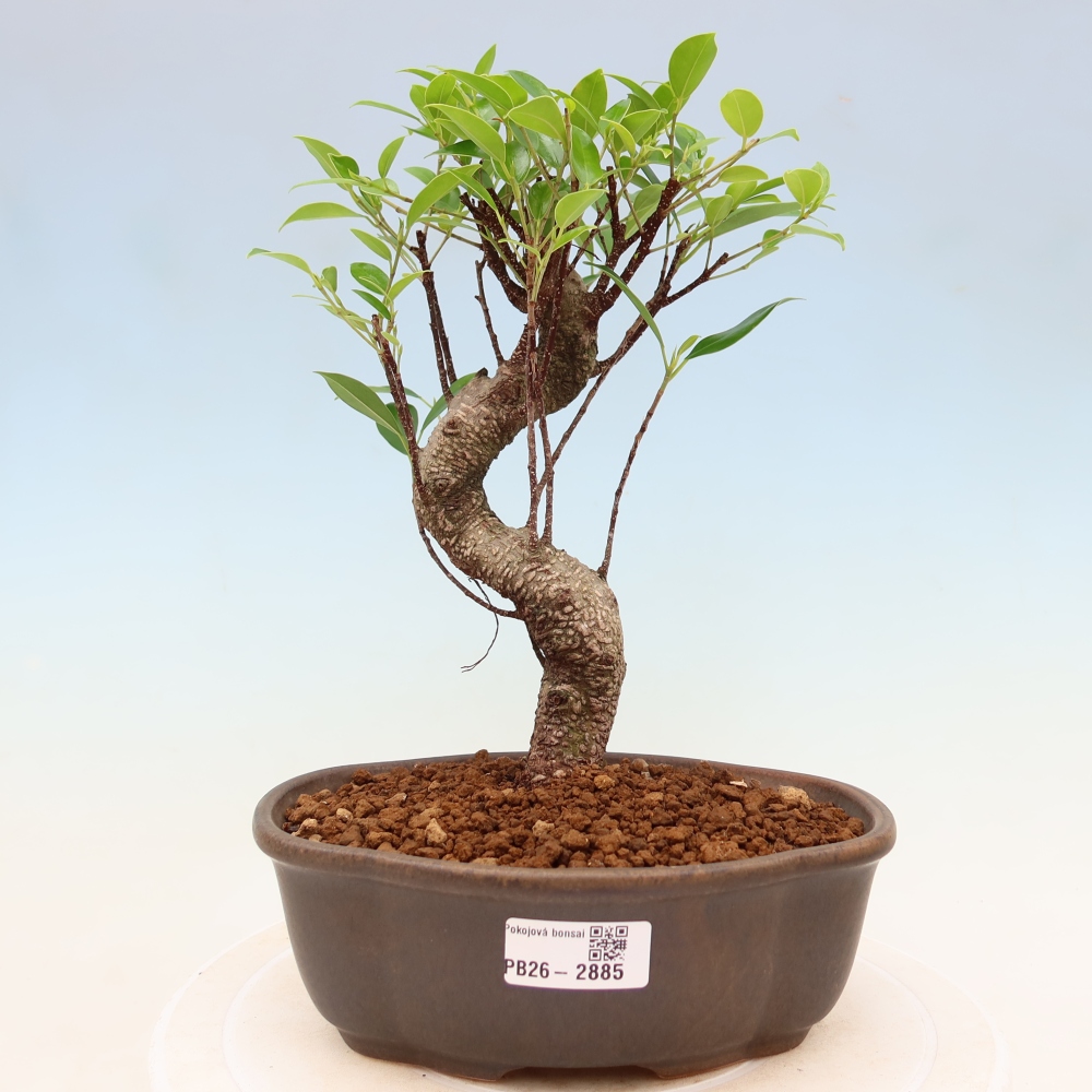 Salle bonsaï - Ficus kimmen - ficus à petites feuilles