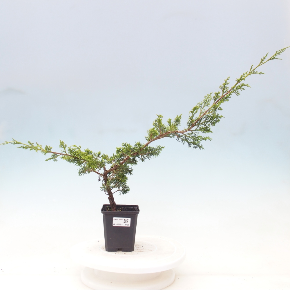 Bonsaï d'extérieur - Juniperus chinensis Itoigawa