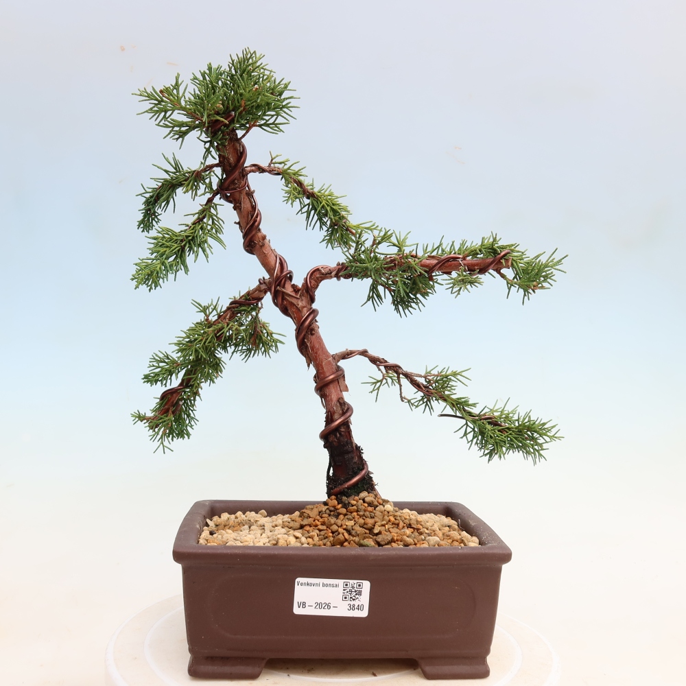 Bonsaï d'extérieur - Juniperus chinensis Kishu