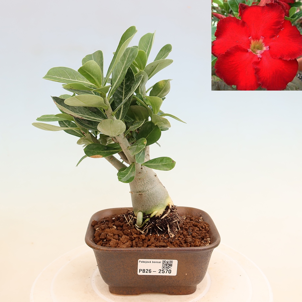 Bonsaï d'intérieur - Adenium obesum Red Star - Rose du désert