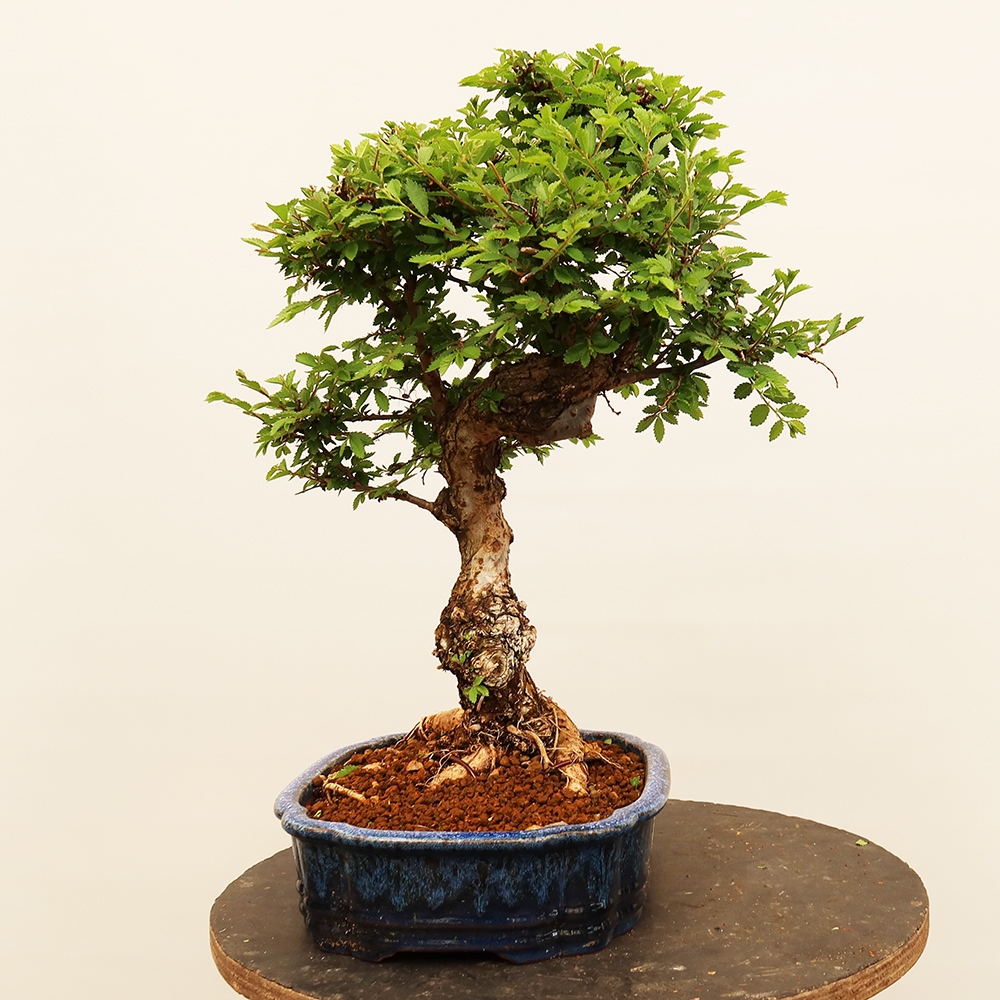Bonsaï d'extérieur - Zelkova - Zelkova NIRE
