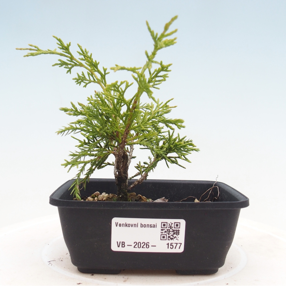 Bonsaï d'extérieur - Juniperus chinensis Itoigawa