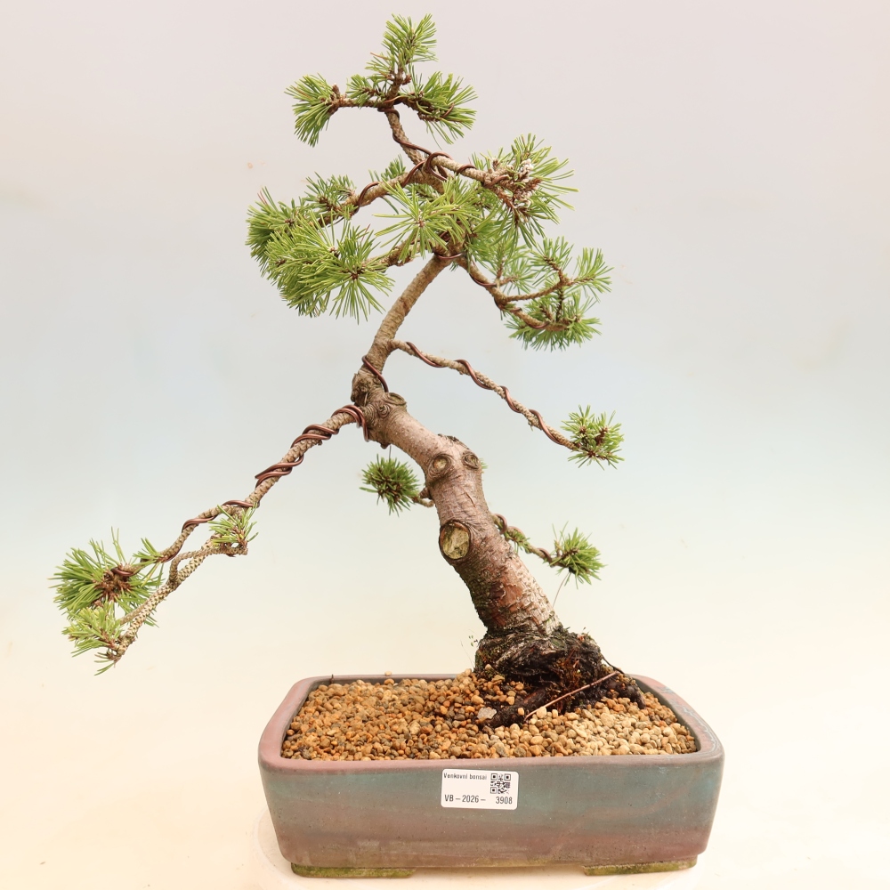 Bonsaï d'extérieur - Pinus mugo Humpy  - Pin nain