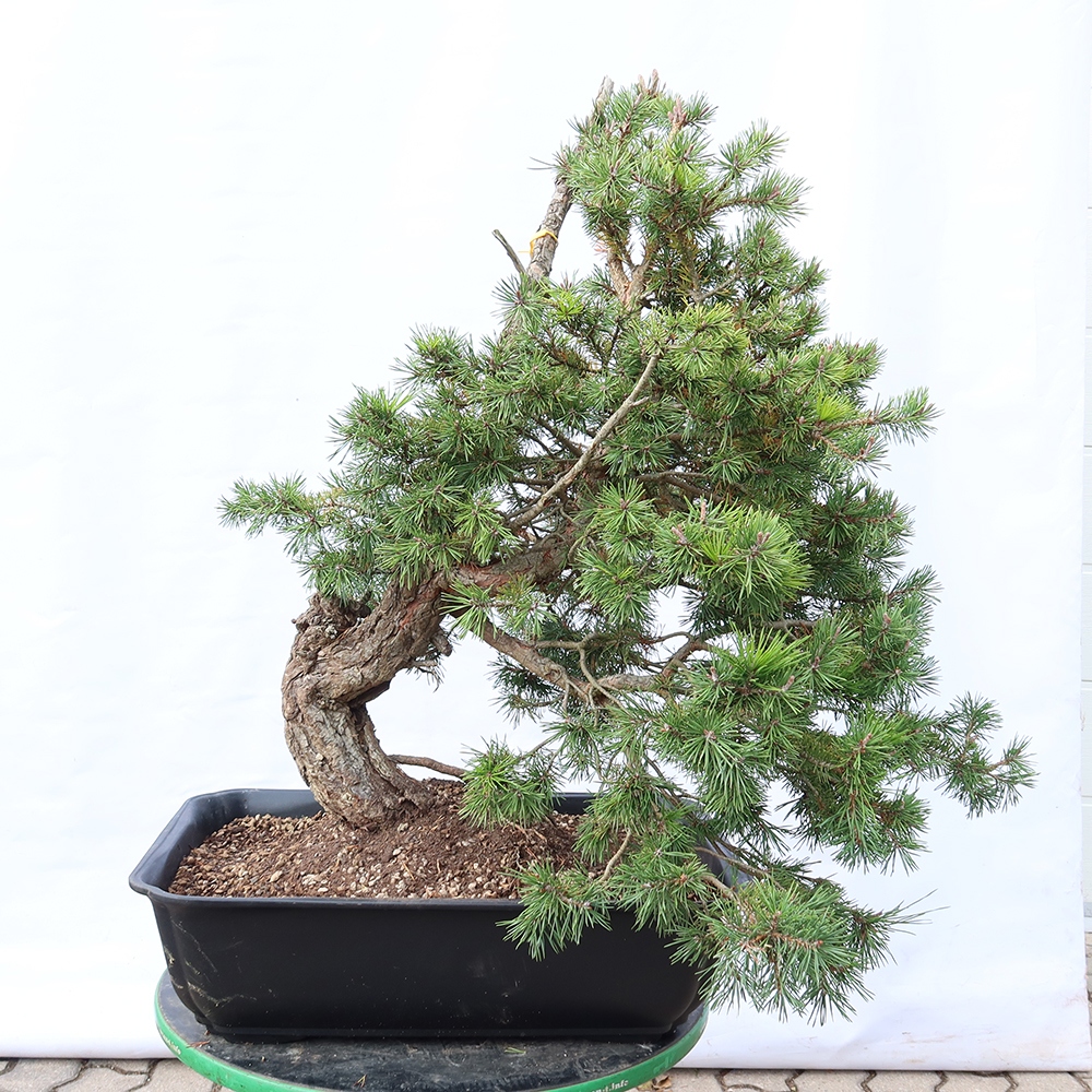 Pinus sylvestris Espagne - pin sylvestre