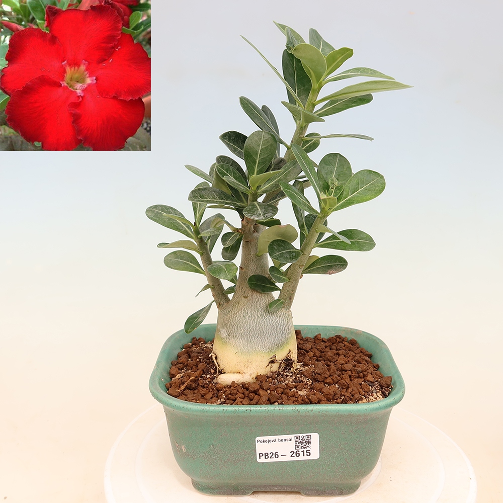Bonsaï d'intérieur - Adenium obesum Red Star - Rose du désert