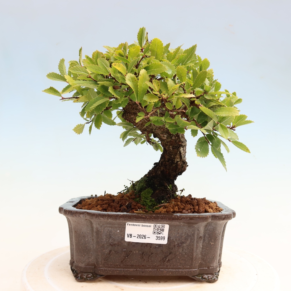 Bonsaï d'extérieur - Zelkova - Zelkova NIRE