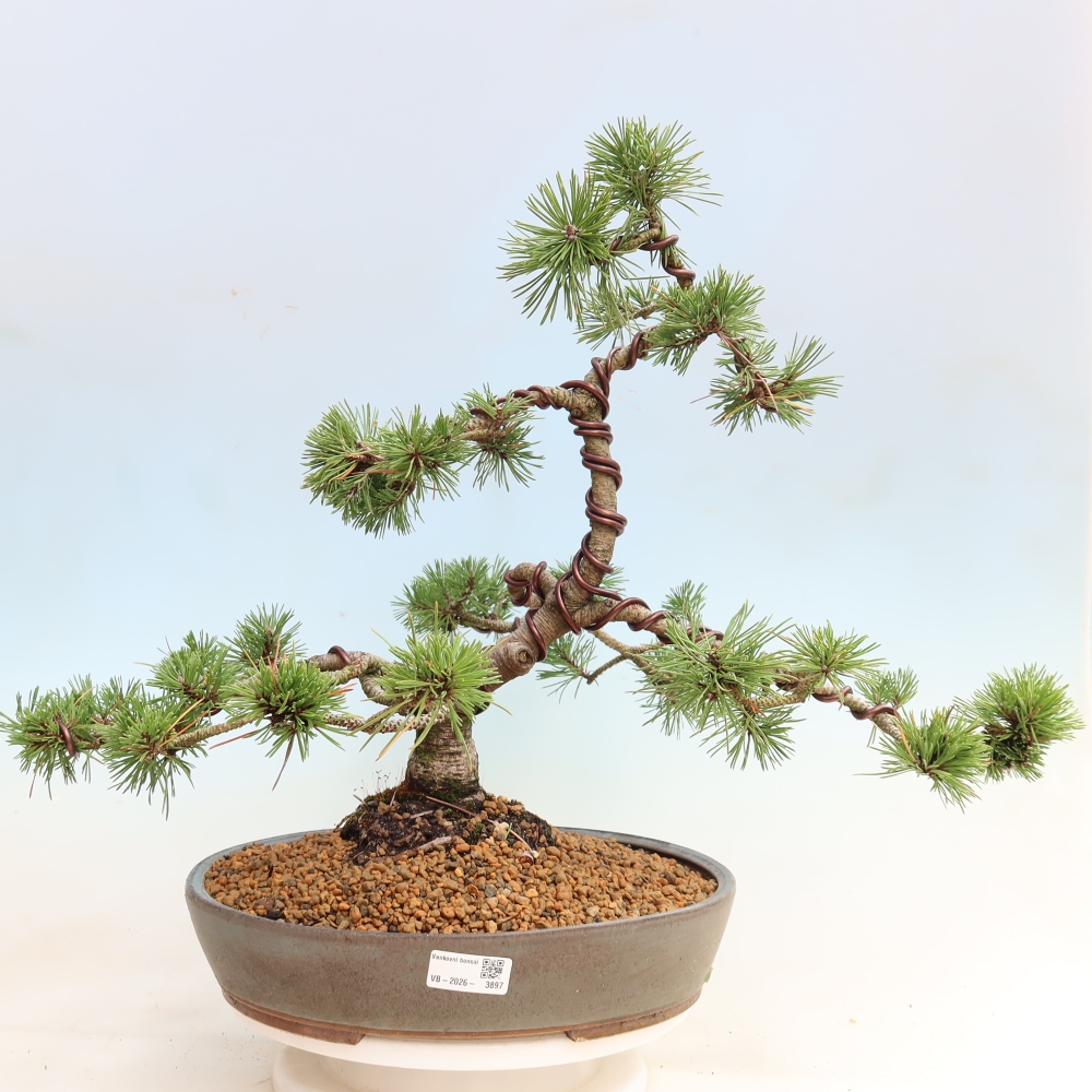 Bonsaï d'extérieur - Pinus mugo Humpy  - Pin nain