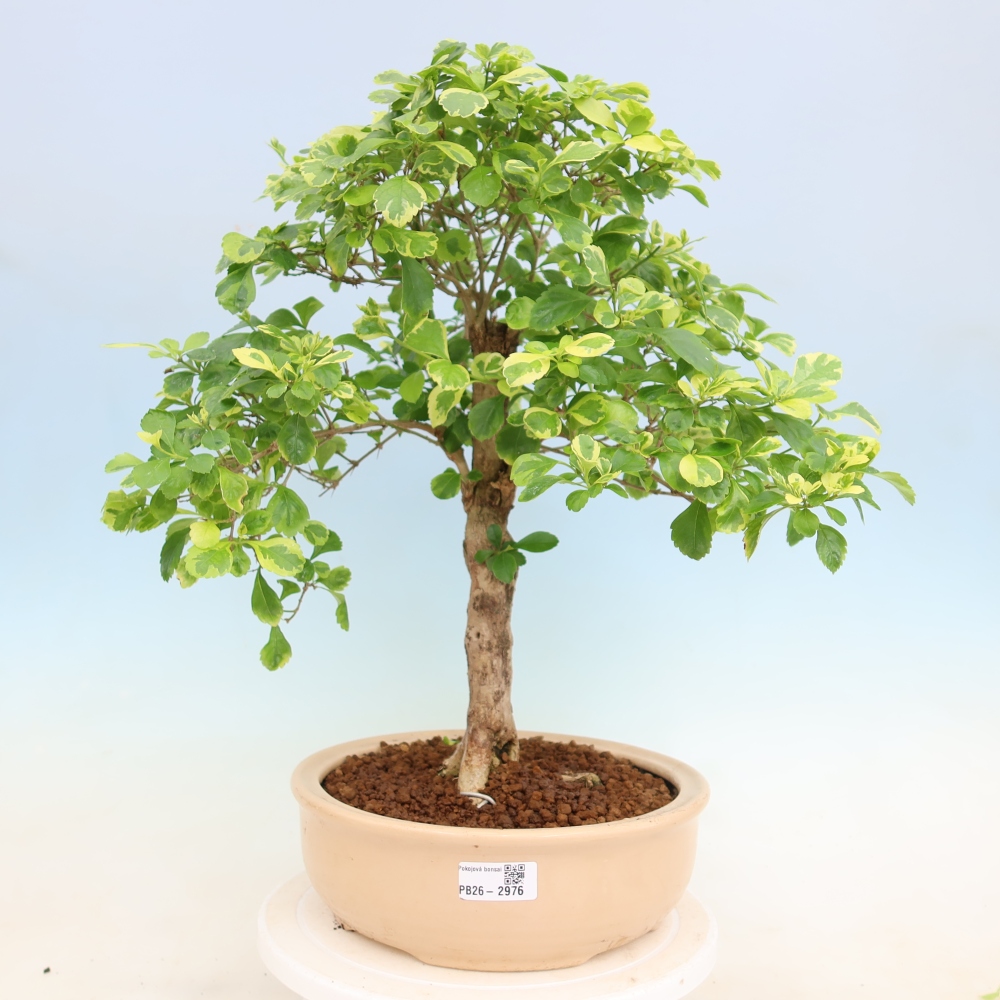 Bonsaï de chambre - Duranta erecta Aurea