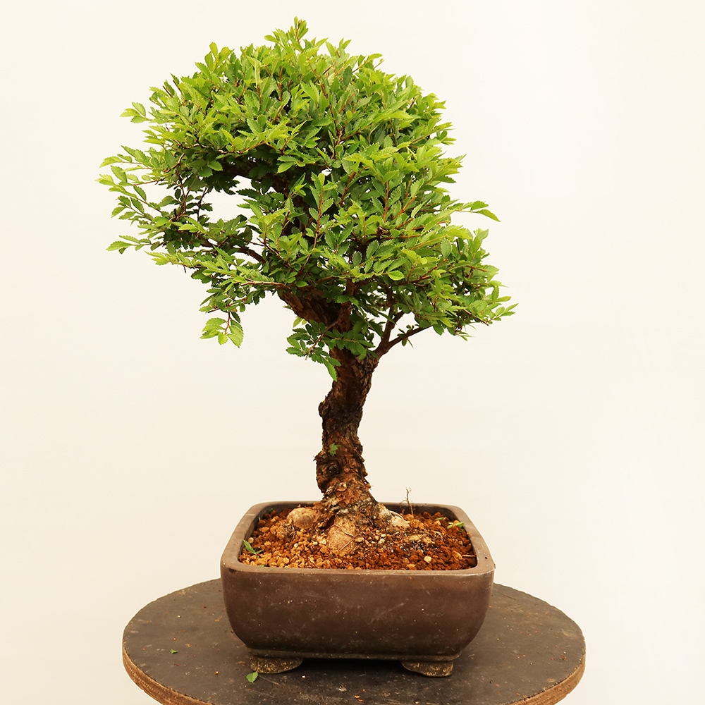 Bonsaï d'extérieur - Zelkova - Zelkova NIRE