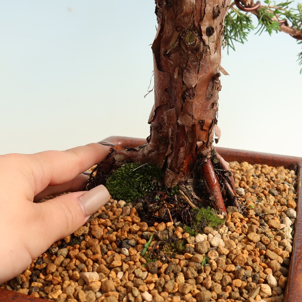Bonsaï d'extérieur - Juniperus chinensis Kishu