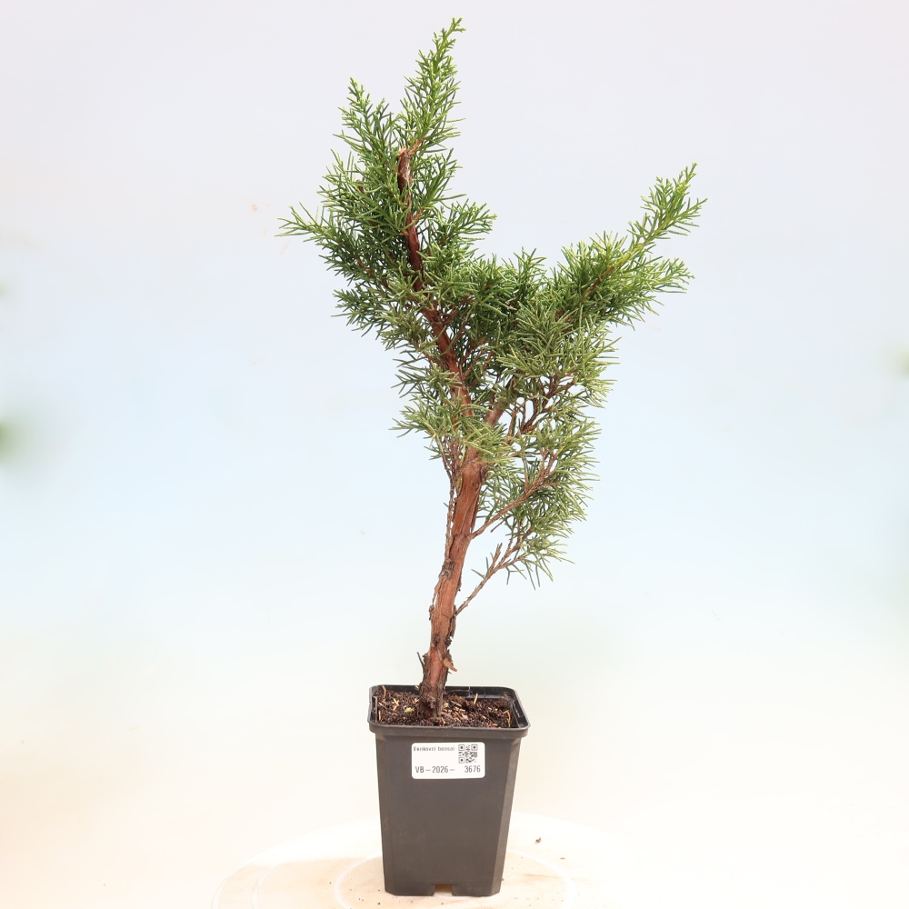 Bonsaï d'extérieur - Juniperus chinensis Kishu