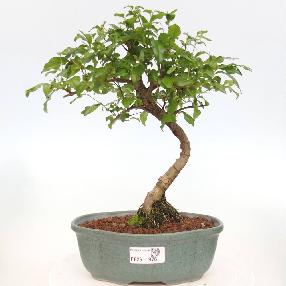 Bonsaï de chambre -Ligustrum chinensis - Bec d'oiseau