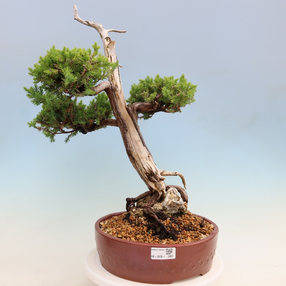 Bonsaï d'extérieur - Juniperus squamata – Genévrier écailleux