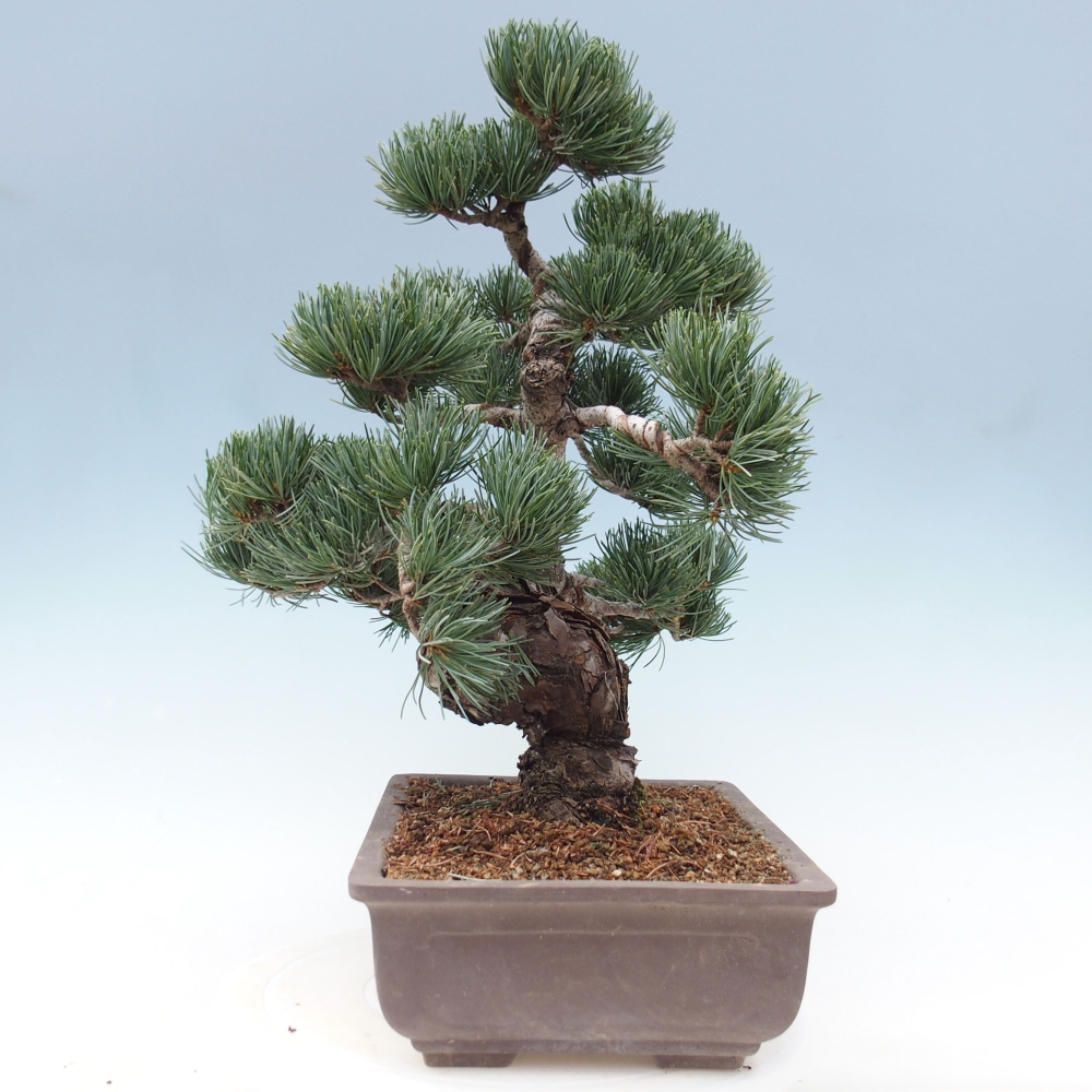 Bonsaï d'extérieur - Pinus parviflora - Pinus parviflora